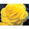 Begonie 'Double Yellow