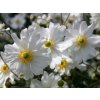Sasanka japonská 'Whirlwind' - Anemone japonica 'Whirlwind'  Anemone japonica 'Whirlwind'