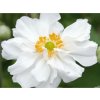 Sasanka japonská 'Whirlwind' - Anemone japonica 'Whirlwind'  Anemone japonica 'Whirlwind'