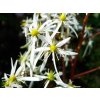 rubrifolia