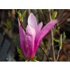 Magnolie Susan