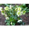 82430 2 cemerice hgc ice n roses white helleborus hgc ice n roses white