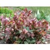 Čemeřice 'HGC® Merlin' - Helleborus 'HGC® Merlin'