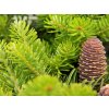 Jedle korejská 'Green Carpet'