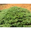 Jedle korejská 'Green Carpet'