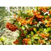 Pyracantha Orange Caudane (2)
