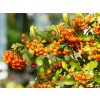 Pyracantha Orange Caudane (3)