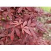 Acer Skeeters Broom (3)