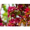Malus Royalty (2) kopie