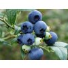 hortblue