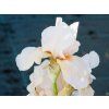ris germanica 'Constant Wattez' (1)