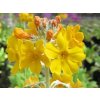 florindae