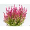 Erica gracilis (3)