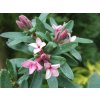 pink frangrance