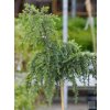Cedr himalájský 'Feeling Blue'