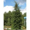 cedr libanonsk�
