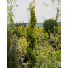 Cupressocyparis 'Gold Crest' (3)