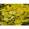 Euonymus japonicus Aureus (2)