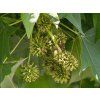 Liquidambar styraciflua 'Gumball' (2)