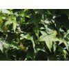 Liquidambar styraciflua 'Gumball' (1)