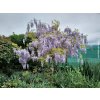 Vist�rie ��nsk� (Balen� kontejner C600, Tvar extra bizzari, ke�ovit� forma, v��ka 175-200cm, ���ka 400cm)