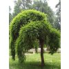 pendula