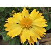 Kokarda osinatá 'Mesa Yellow' - Gaillardia aristata 'Mesa Yellow'