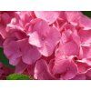 84695 little pink