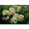 hyprenc Hydrangea Pastelgreen Garden