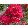 Plaménka latnatá 'Flame Red' - Phlox paniculata 'Flame Red'