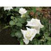 85400 2 ruze john paul ii