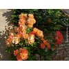 85505 3 ruze westerland