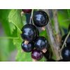 black sugar