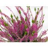 Calluna vulgaris Libra (2)