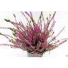 Calluna vulgaris Libra (3)
