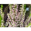 Calluna vulgaris Melina (2)