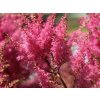 arends prachtspiere gloria purpurea m086456 w 1