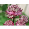 Jarmanka 'Moulin Rouge®' - Astrantia 'Moulin Rouge®'