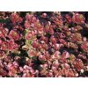 Rozchodník pochybný 'Purpur Winter' - Sedum spurium 'Purpur Winter'