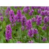 Čistec monieri 'Humello' - Stachys monieri 'Humello'