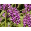 Čistec monieri 'Humello' - Stachys monieri 'Humello'