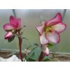 86702 cemerice hgc ice n roses rosado helleborus hgc ice n roses rosado