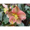 86714 4 cemerice hgc maestro helleborus hgc maestro