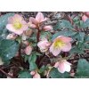 86714 2 cemerice hgc maestro helleborus hgc maestro