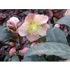86714 3 cemerice hgc maestro helleborus hgc maestro