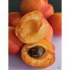 86885 3 prunus pricia 6