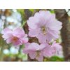 86987 2 sakura accolade