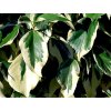 Břečťan kavkazský 'Dentata Variegata'