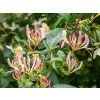 87173 purpurea