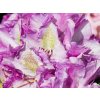 Rhododendron Lupinenberg